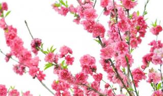 来去自如的动物是什么生肖
