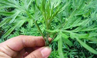 艾草和艾蒿的区别图片