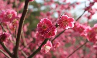 春游可以去哪些地方玩