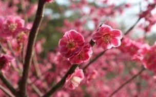 武安春游有哪些可以玩的地方 春游可以去哪些地方玩