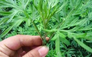 野蒿和艾叶有什么区别 艾草和艾蒿的区别图片